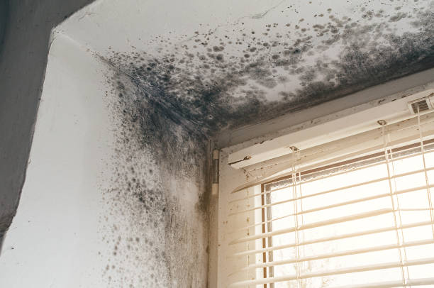 Affordable Mold Removal solutions in Paris, TN
