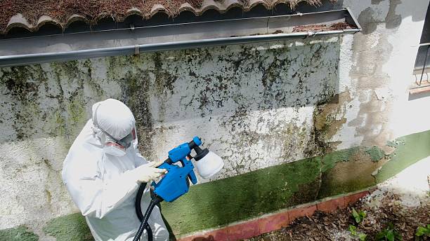 Top rated local Mold Removal specialists in Paris, TN